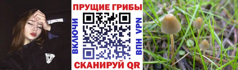 Галлюциногенные грибы прущие грибы  Дальнегорск 